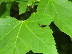 Lucidota atra
