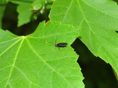 Lucidota atra