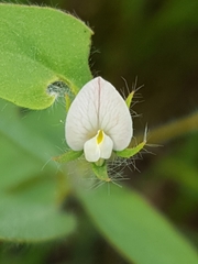 Acmispon americanus americanus