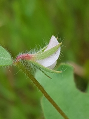 Acmispon americanus americanus