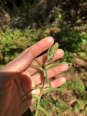 Pseudognaphalium ramosissimum