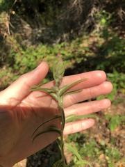 Pseudognaphalium ramosissimum