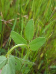 Acmispon americanus americanus