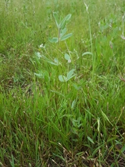 Acmispon americanus americanus