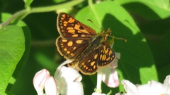 Carterocephalus mandan