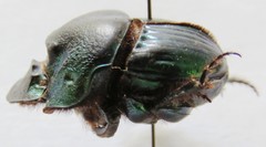 Phanaeus excelsus