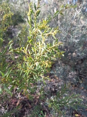 Acacia aspera
