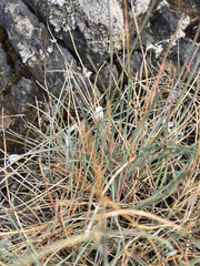 Festuca ammobia