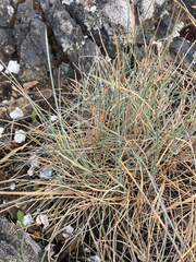 Festuca ammobia