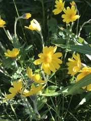 Arnica angustifolia