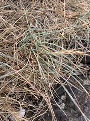 Festuca ammobia
