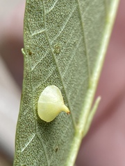 Caryomyia sanguinolenta