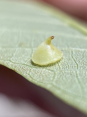 Caryomyia sanguinolenta