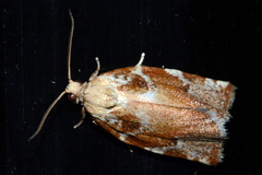 Archips semiferanus