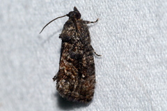 Gymnandrosoma punctidiscanum