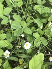 Fragaria virginiana glauca