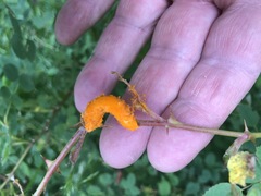 Phragmidium rosae-multiflorae