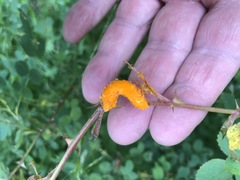 Phragmidium rosae-multiflorae