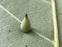 Caryomyia caryaecola