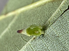 Caryomyia caryaecola