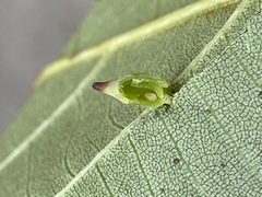 Caryomyia caryaecola
