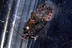 Gymnandrosoma punctidiscanum