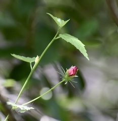 Hibiscus phoeniceus