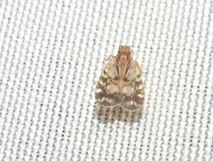 Bothriocera drakei