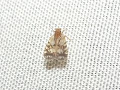 Bothriocera drakei