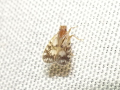 Bothriocera drakei