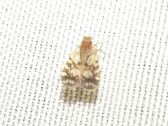 Bothriocera drakei