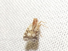 Bothriocera drakei