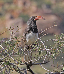 Monteiro's Hornbill photo 4