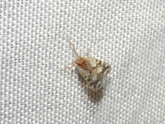 Bothriocera drakei