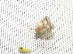 Bothriocera drakei