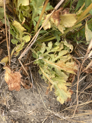 Sanicula bipinnatifida