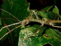 Centrophasma longipennis