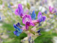 Oxytropis borealis