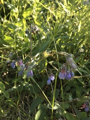 Mertensia paniculata paniculata