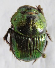 Phanaeus
