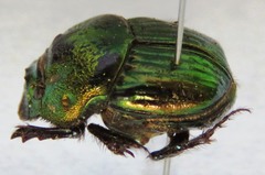 Phanaeus