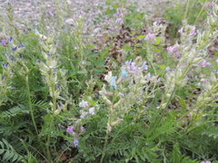 Oxytropis borealis
