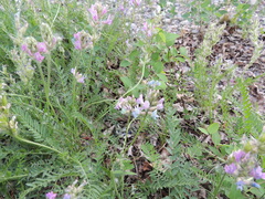 Oxytropis borealis