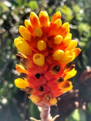 Aechmea comata