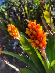 Aechmea comata