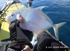 Platycaranx chrysophrys