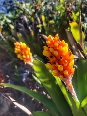 Aechmea comata