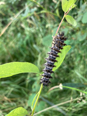 Hemileuca eglanterina