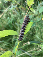 Hemileuca eglanterina