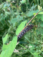 Hemileuca eglanterina